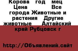 Корова 1 год 4 мец › Цена ­ 27 000 - Все города Животные и растения » Другие животные   . Алтайский край,Рубцовск г.